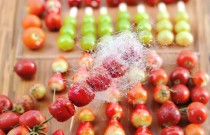 打算做冰糖葫芦生意？先别急着掏钱，聊聊那些纸面外的账